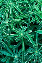lupine leaves