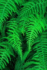 hay-scented-fern