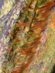 pattern-at-pemaquid