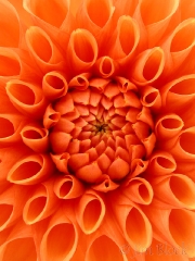 dahlia-at-marshall-light-me