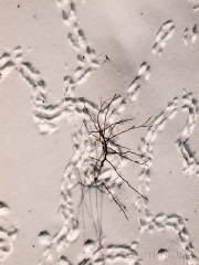 tracks-in-the-snow