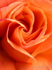 rose