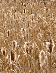 marsh-along-at