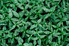 lamium-galeobdolon-hermans-pride