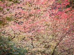 burning-bushes-in-fall