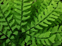 maidenhair-fern