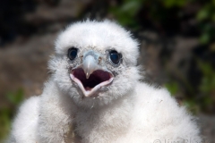 Peregrine