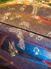 cat prints on blue car