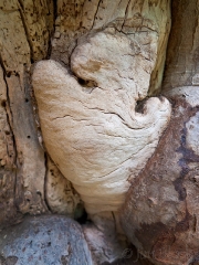 tree wart
