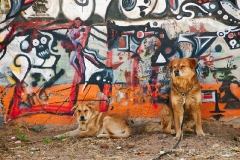 dogs in az