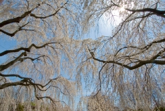 dc trees