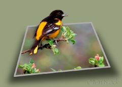 baltimore-oriole-on-photo