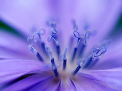 chicory-scissors
