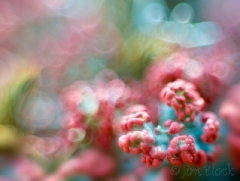 british-soldier-lichen-up-close