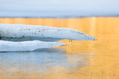 ice-in-grant-brook-from-kayak