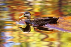 black-duck-at-somesville