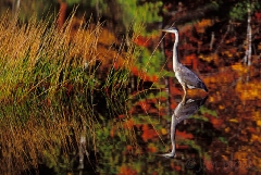 gbh-at-eagle-lake