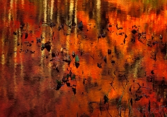 leaves-in-bog-pond