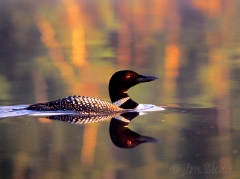 south-cove-mother-loon