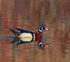 wood-duck