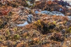 ICE-4053A-Ruddy-Turnstone