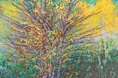 15-cq122-birch-in-fall-sketch