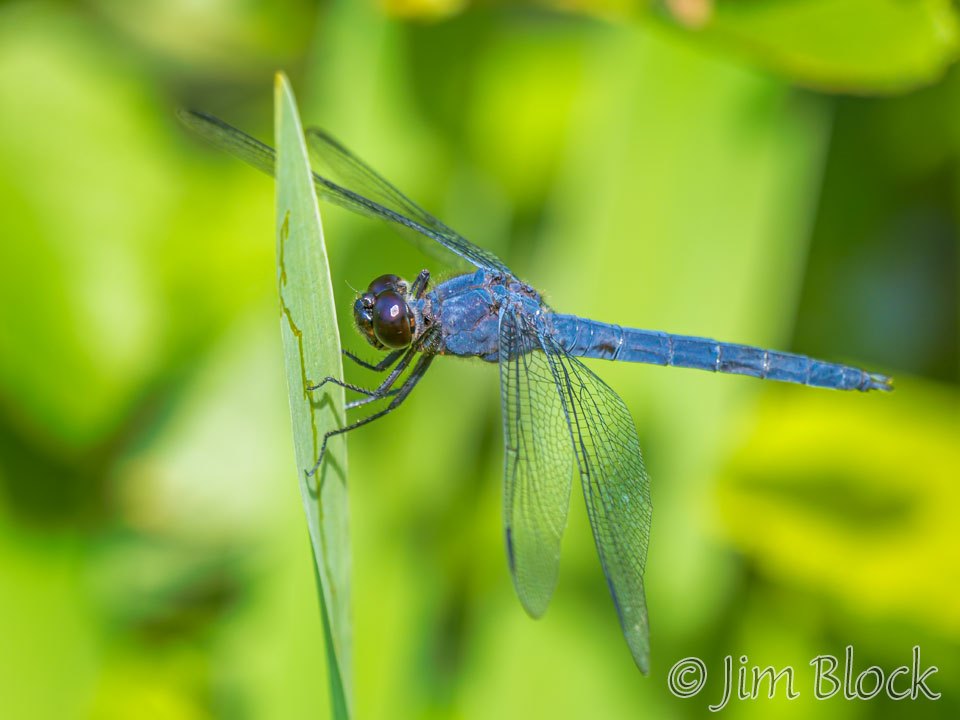 Odon Bait Co Dragonfly - Bradenton, FL 