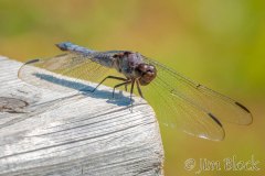 FB400C-Slaty-Skimmer