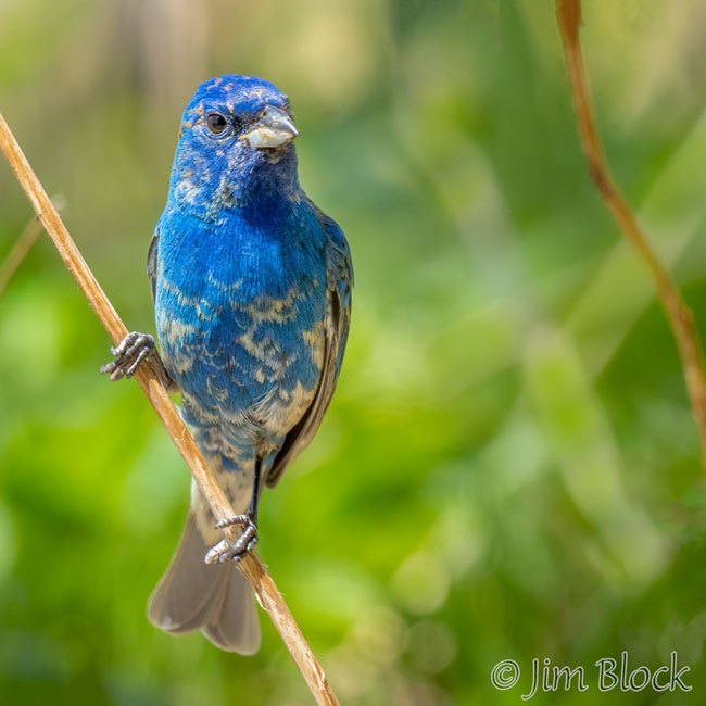 Indigo Buntings in Etna