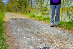 FN161P-Snapping-Turtle
