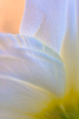 daffodil-up-close