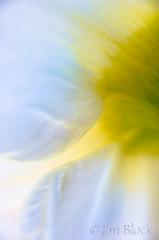 daffodil-up-close