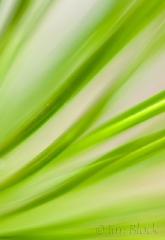 white-pine-needles-up-close
