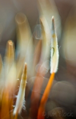 tiny-ground-plants-up-very-close