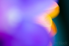 mothers-day-tulips