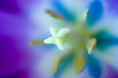 mothers-day-tulips