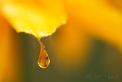 yellow drop