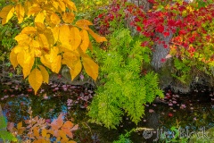 FJ924A-Osmunda-regalis-—-royal-fern-with-others-at-CMS