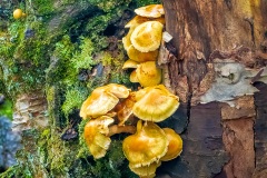 FP856C-Mushrooms-on-Mount-Cardigan