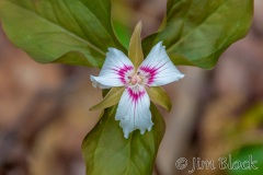 FI053E-Painted-Trillium