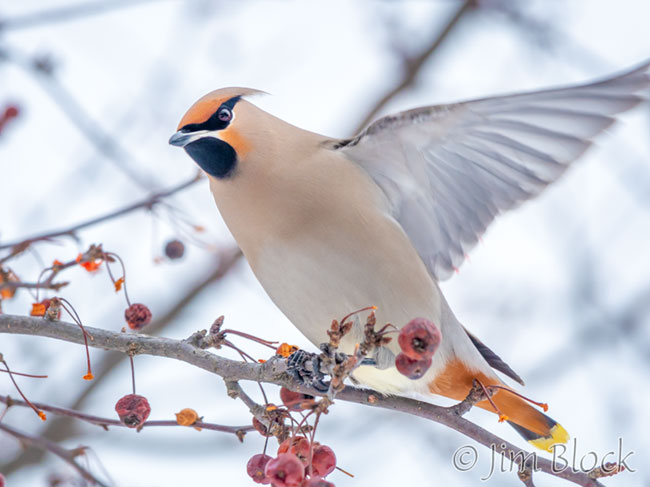 Bohemian Waxwings in New London - Jim Block Photography