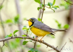 046 DW127B--Canada-Warbler