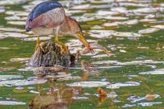 FB302U-Least-Bittern-with-fish