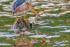 FB303C-Least-Bittern-with-fish