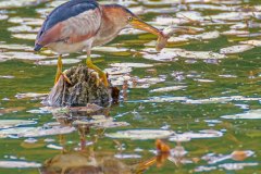 FB304R-Least-Bittern-with-fish