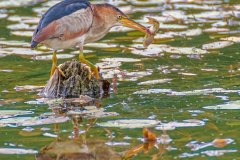 FB304U-Least-Bittern-with-fish