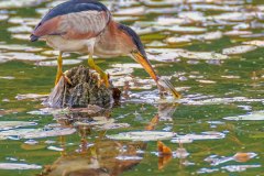 FB305D-Least-Bittern-with-fish
