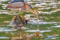 FB305E-Least-Bittern-with-fish
