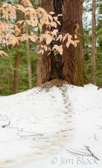 DQ087--Porcupine-Tree-with-Trail