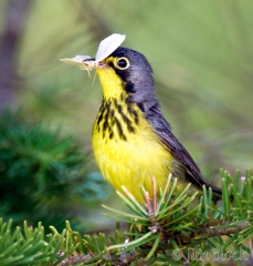 CM359C-Canada-Warbler-with-moth
